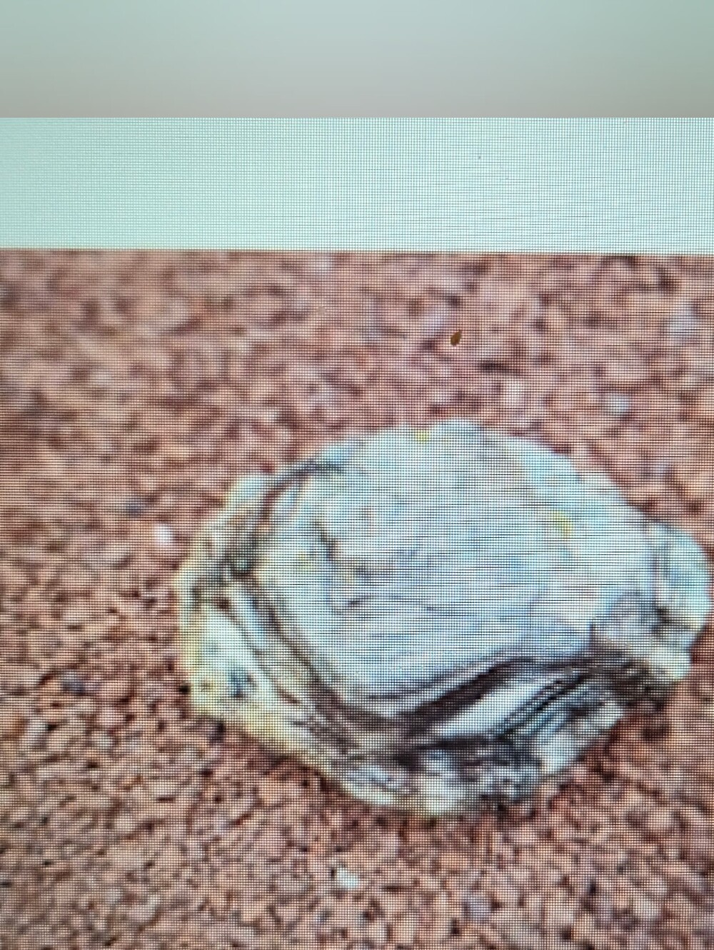 Turtle Rock - Picture 2 of 2